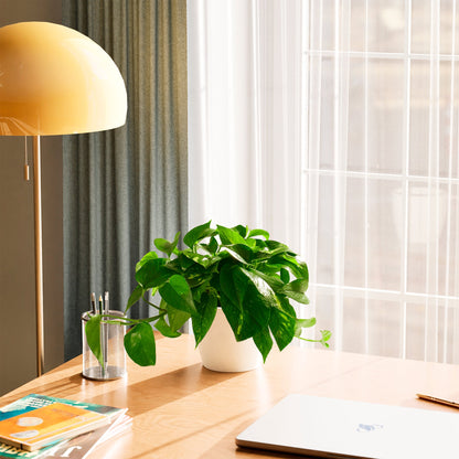 Lively Root - Golden Pothos Plant