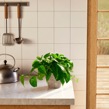 Lively Root - Golden Pothos Plant