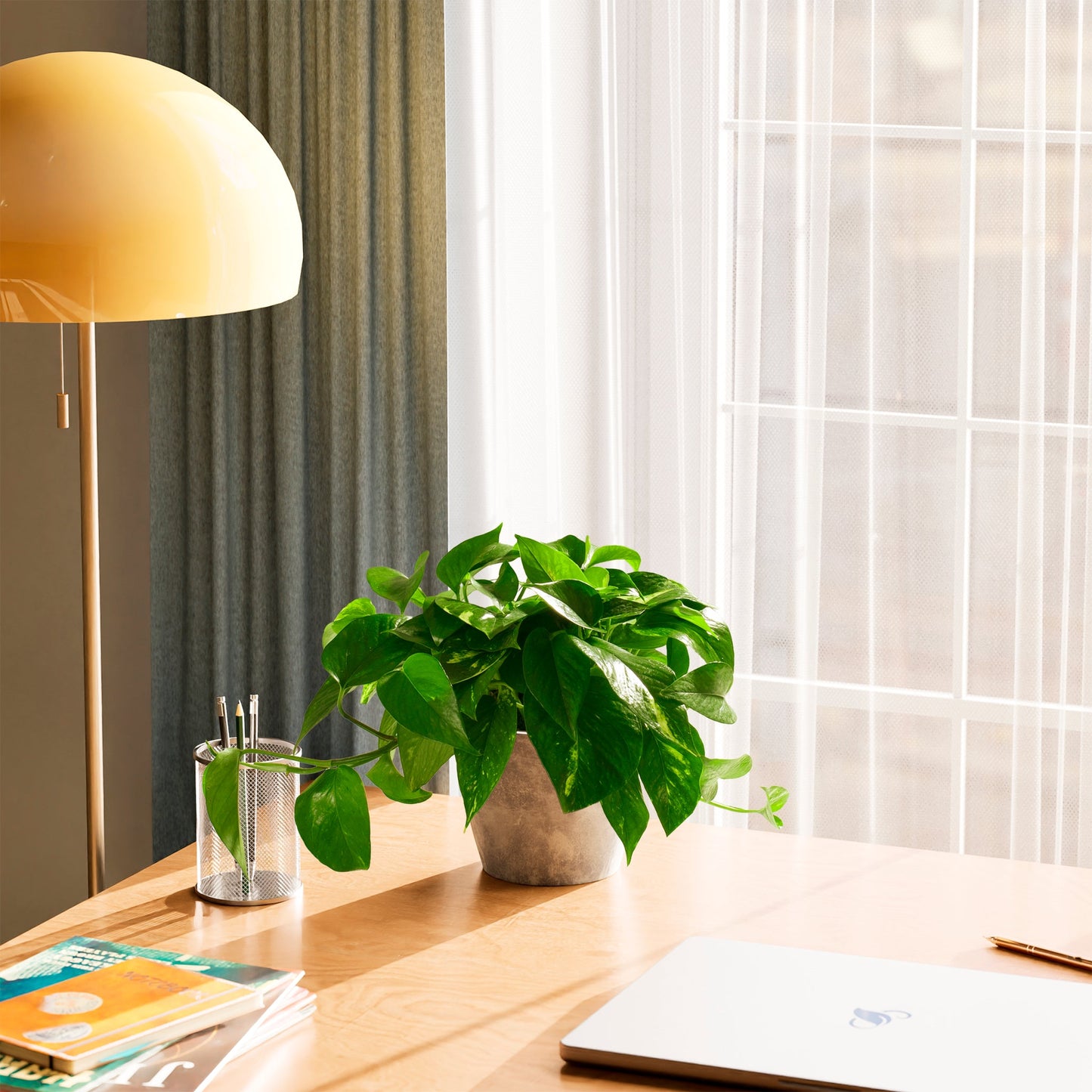 Lively Root - Golden Pothos Plant