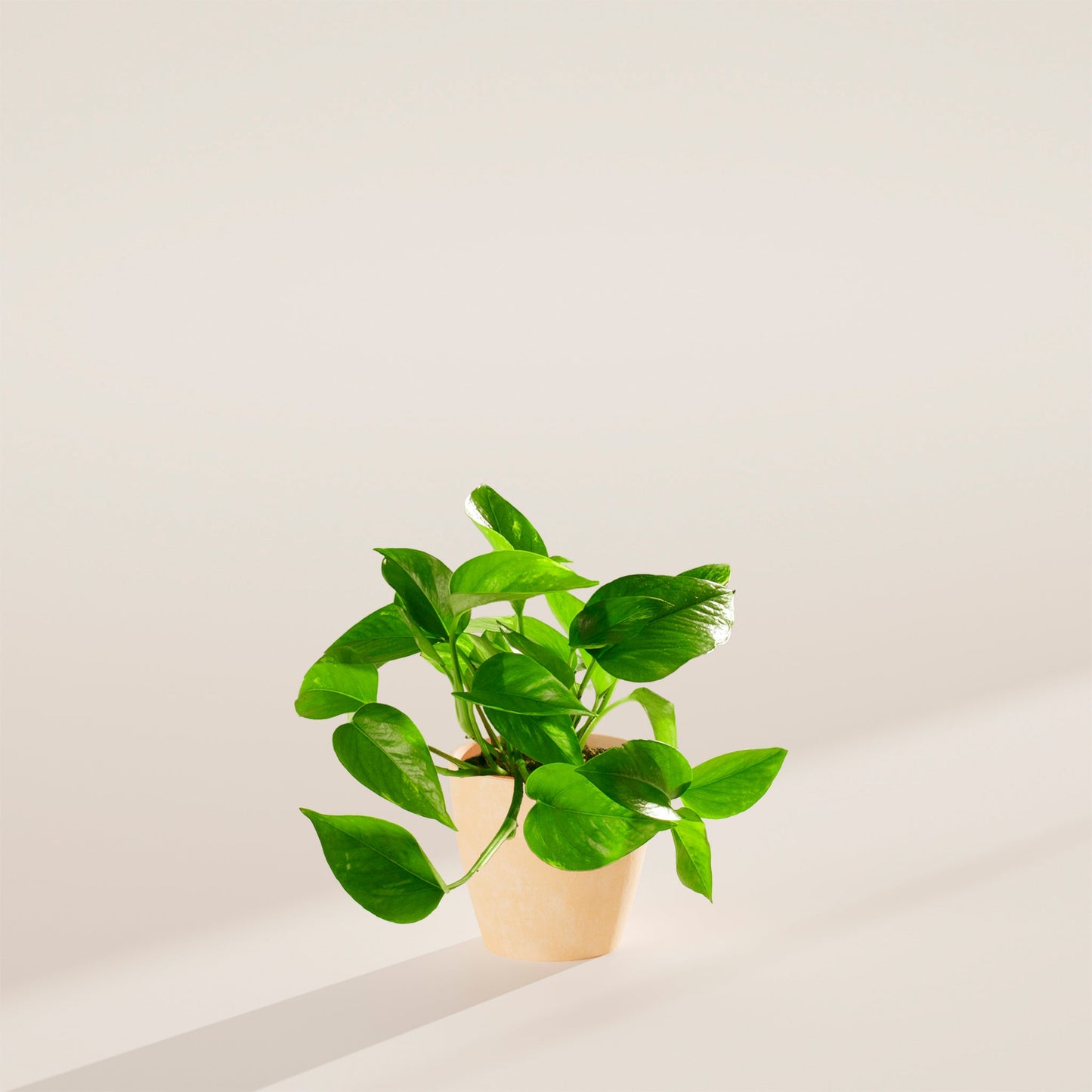 Lively Root - Golden Pothos Plant