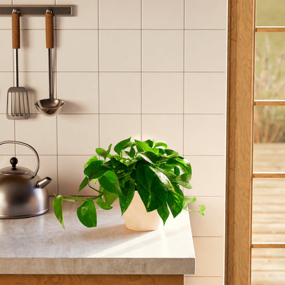 Lively Root - Golden Pothos Plant
