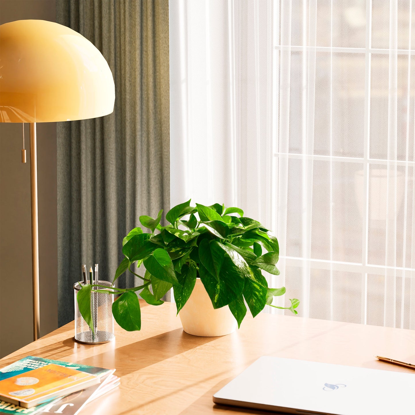 Lively Root - Golden Pothos Plant