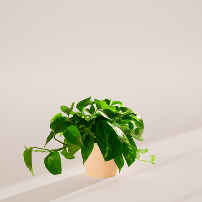 Lively Root - Golden Pothos Plant