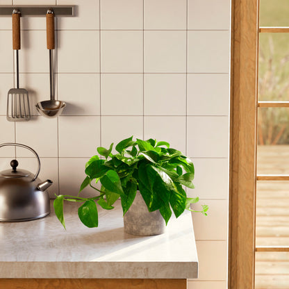 Lively Root - Golden Pothos Plant