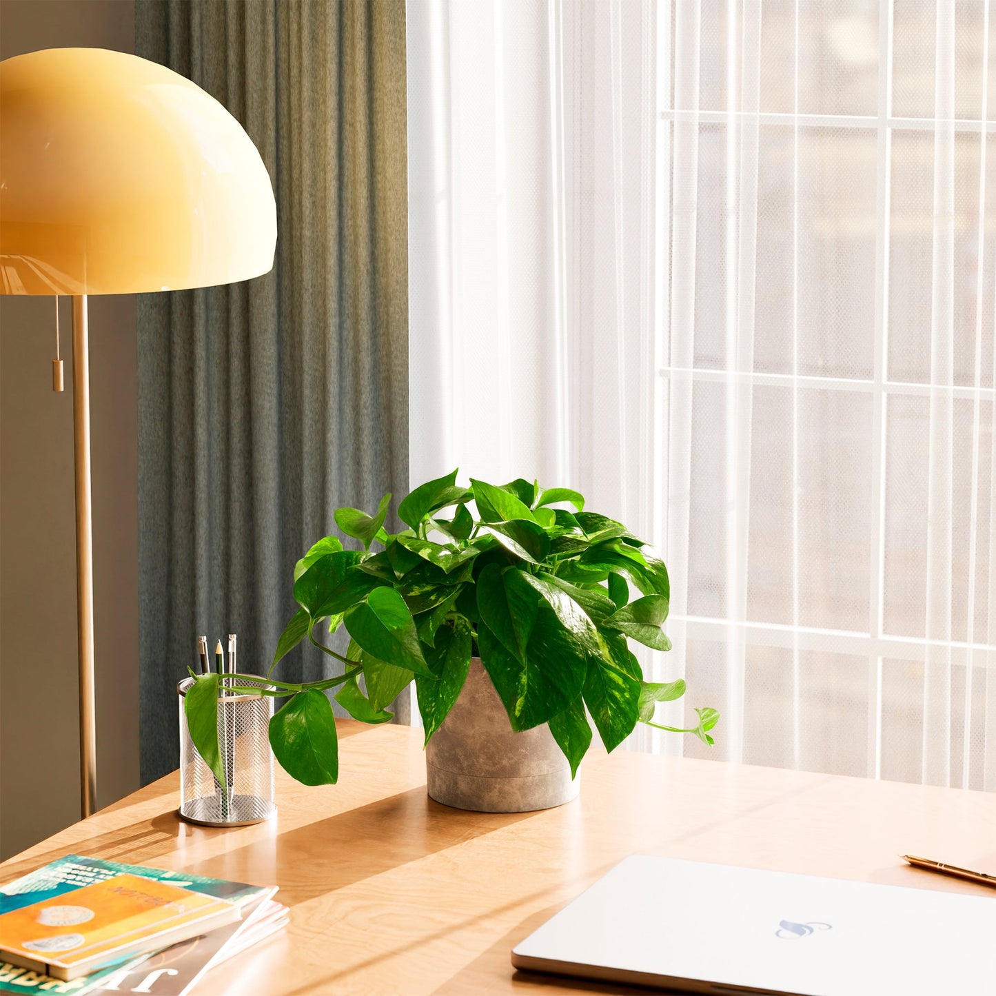 Lively Root - Golden Pothos Plant