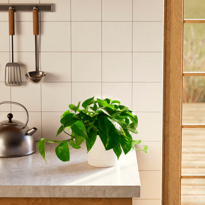 Lively Root - Golden Pothos Plant