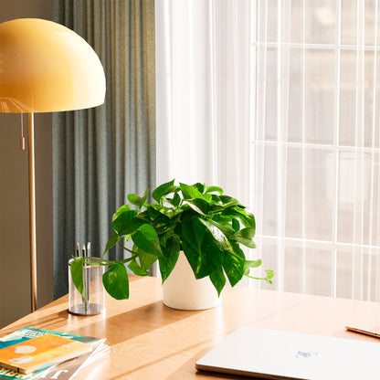 Lively Root - Golden Pothos Plant