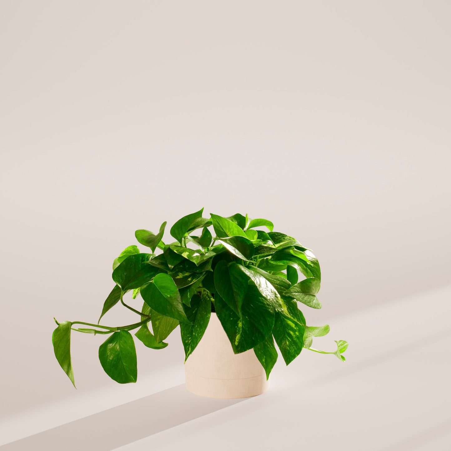 Lively Root - Golden Pothos Plant