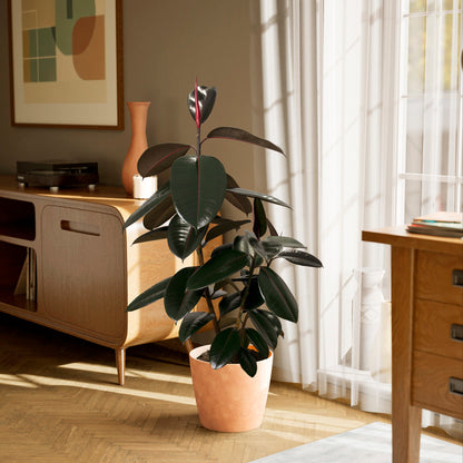 Lively Root - Ficus Elastica - Burgundy Rubber Tree