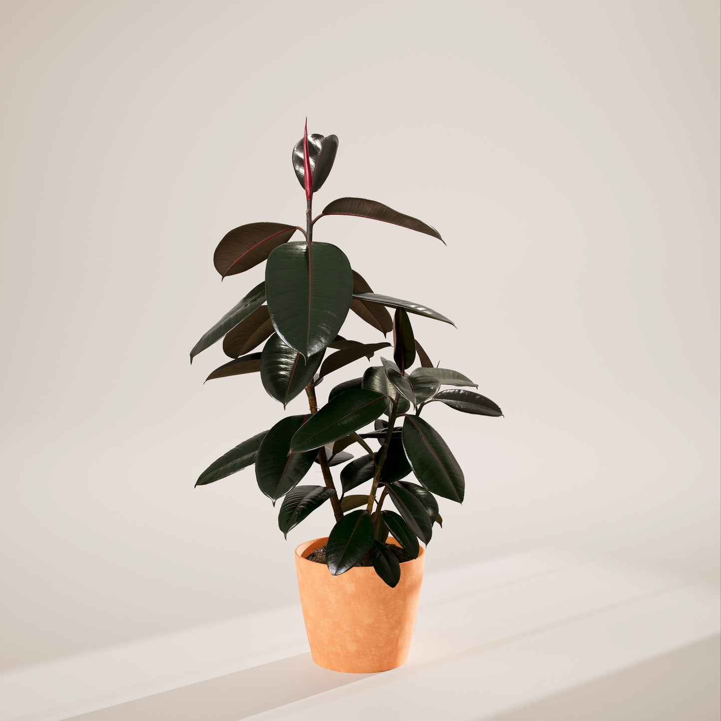Lively Root - Ficus Elastica - Burgundy Rubber Tree