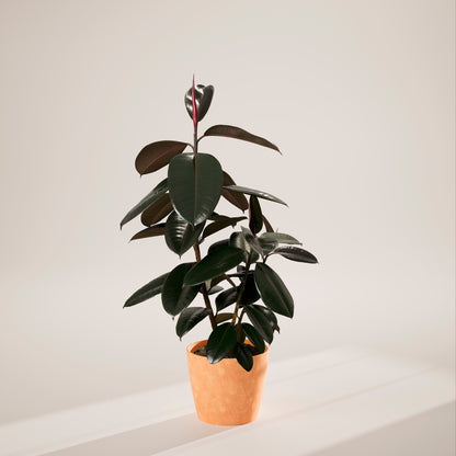 Lively Root - Ficus Elastica - Burgundy Rubber Tree