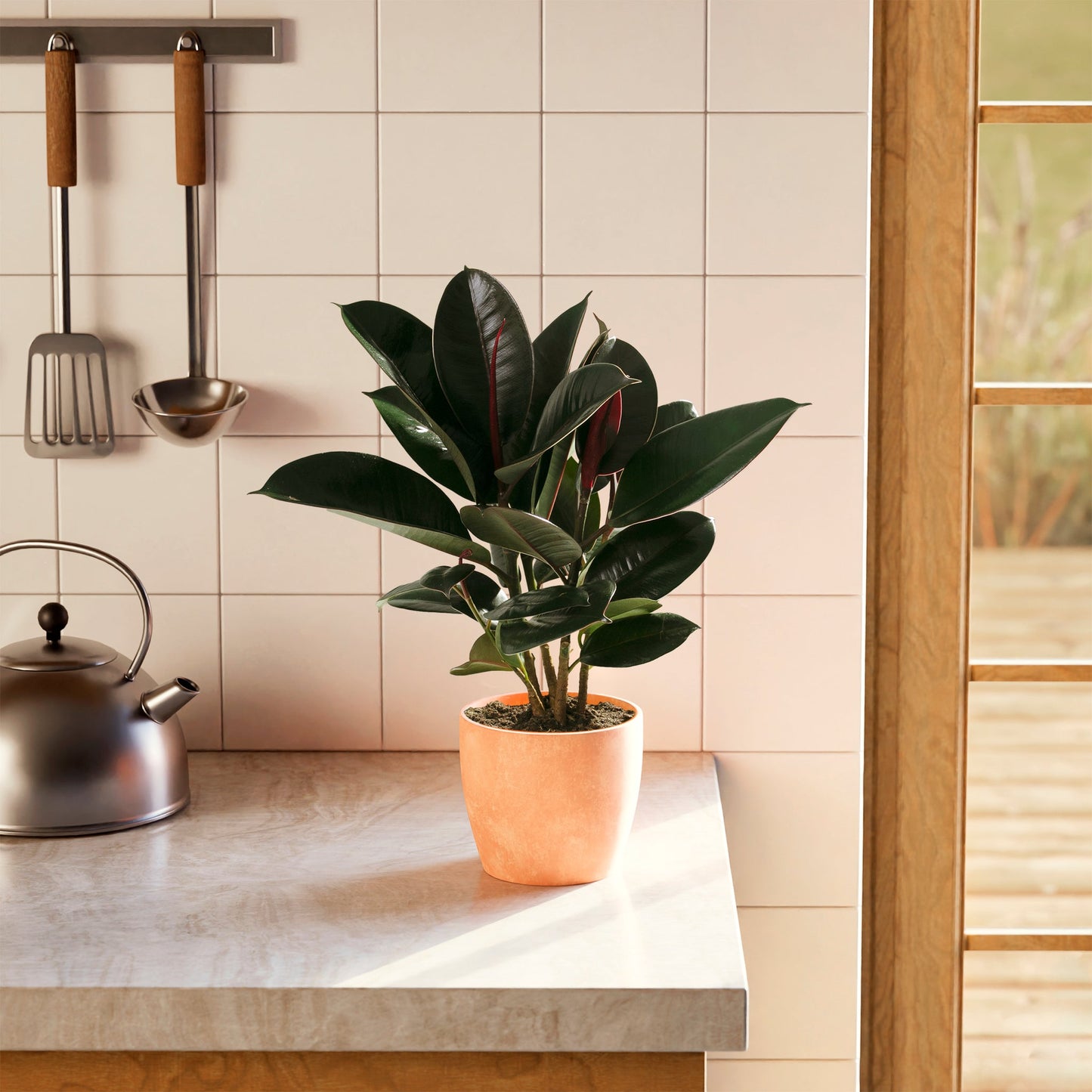 Lively Root - Ficus Elastica - Burgundy Rubber Tree