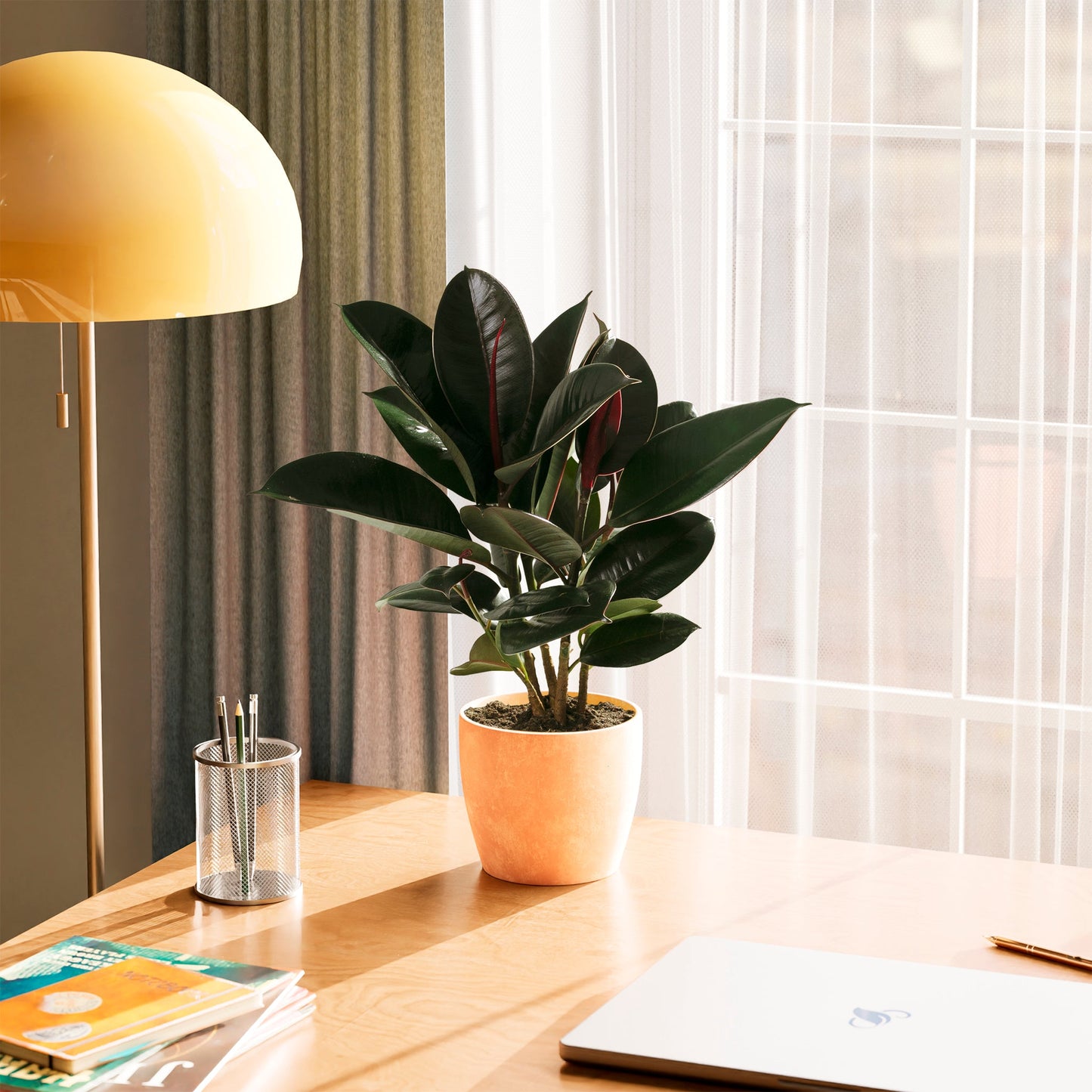 Lively Root - Ficus Elastica - Burgundy Rubber Tree