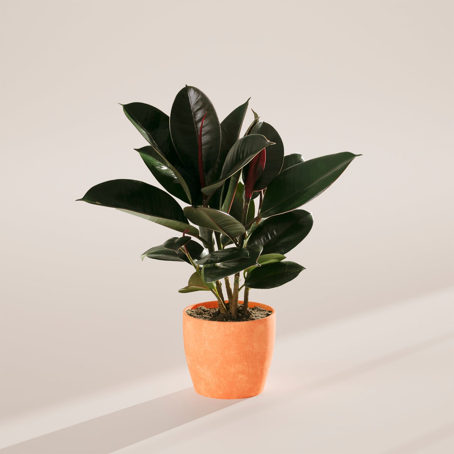 Lively Root - Ficus Elastica - Burgundy Rubber Tree