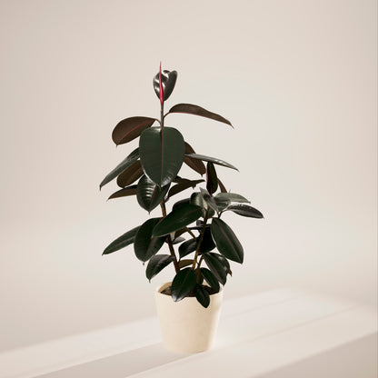 Lively Root - Ficus Elastica - Burgundy Rubber Tree