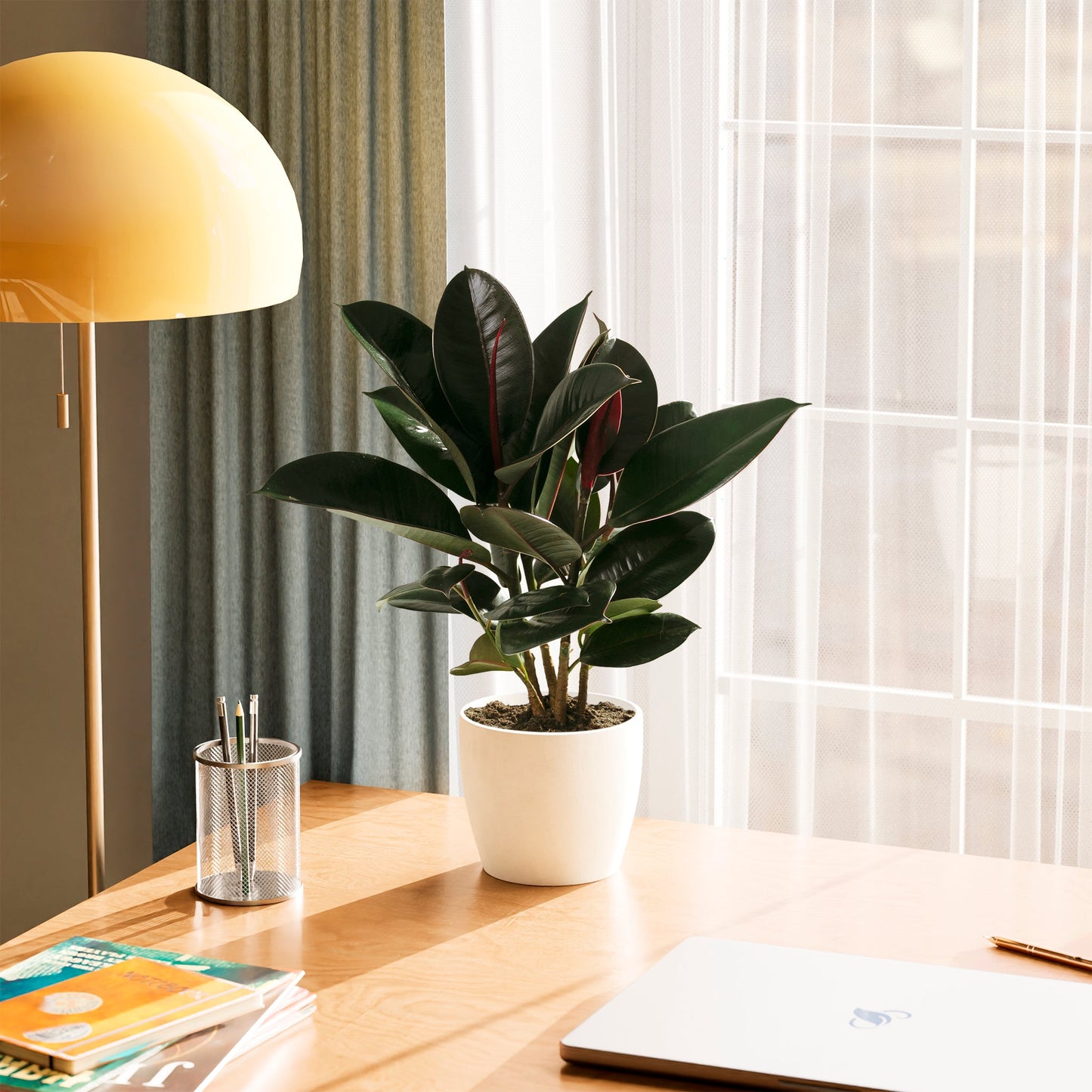 Lively Root - Ficus Elastica - Burgundy Rubber Tree