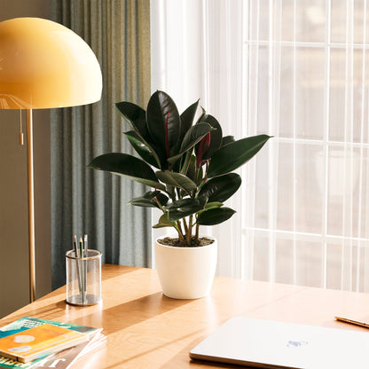 Lively Root - Ficus Elastica - Burgundy Rubber Tree
