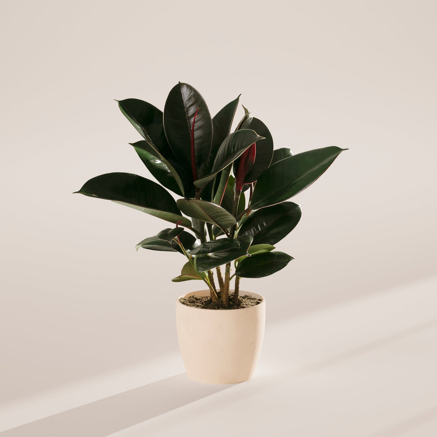 Lively Root - Ficus Elastica - Burgundy Rubber Tree