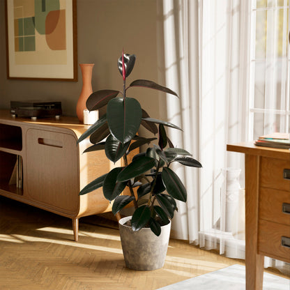 Lively Root - Ficus Elastica - Burgundy Rubber Tree