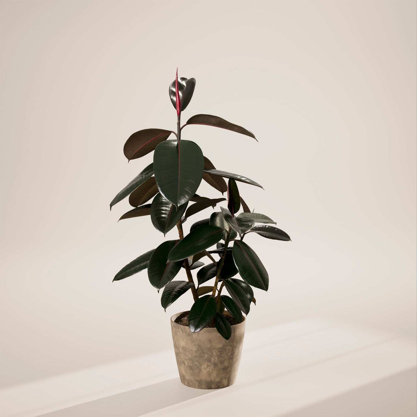 Lively Root - Ficus Elastica - Burgundy Rubber Tree