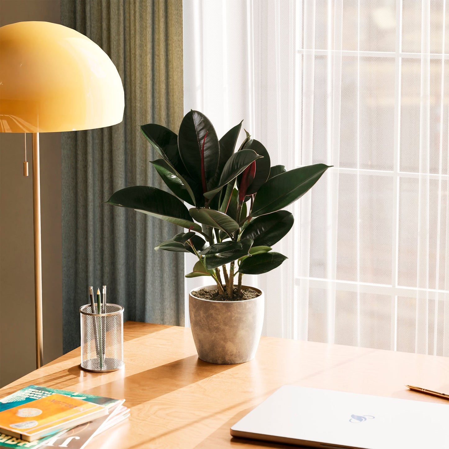 Lively Root - Ficus Elastica - Burgundy Rubber Tree
