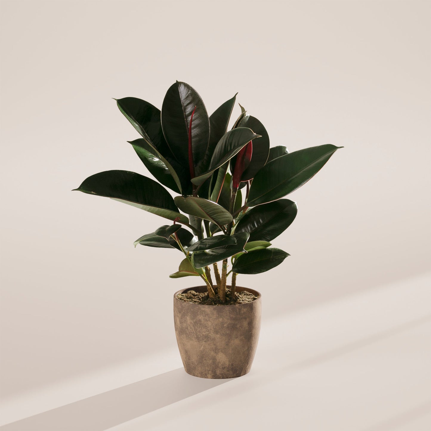 Lively Root - Ficus Elastica - Burgundy Rubber Tree