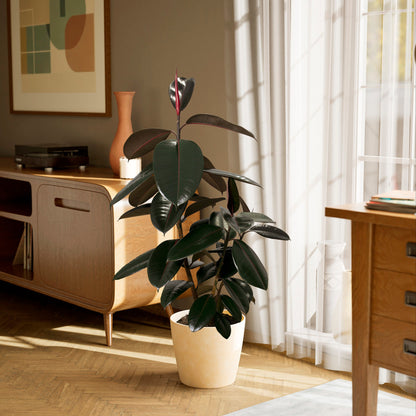 Lively Root - Ficus Elastica - Burgundy Rubber Tree