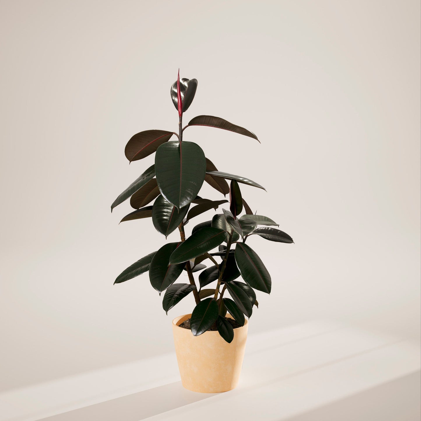 Lively Root - Ficus Elastica - Burgundy Rubber Tree