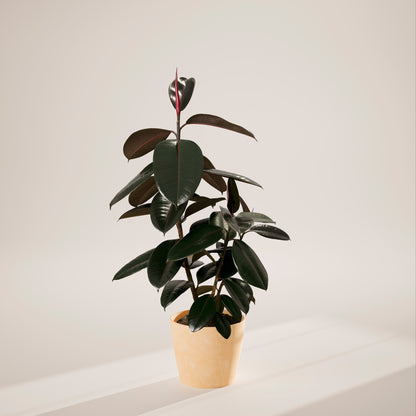 Lively Root - Ficus Elastica - Burgundy Rubber Tree
