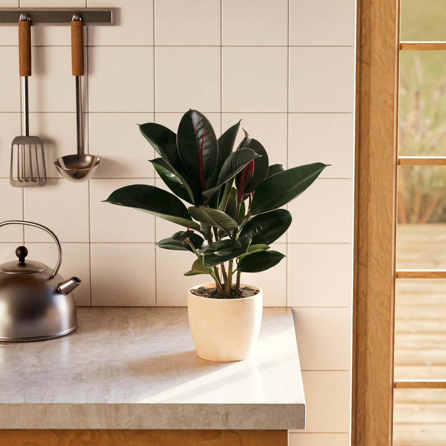 Lively Root - Ficus Elastica - Burgundy Rubber Tree