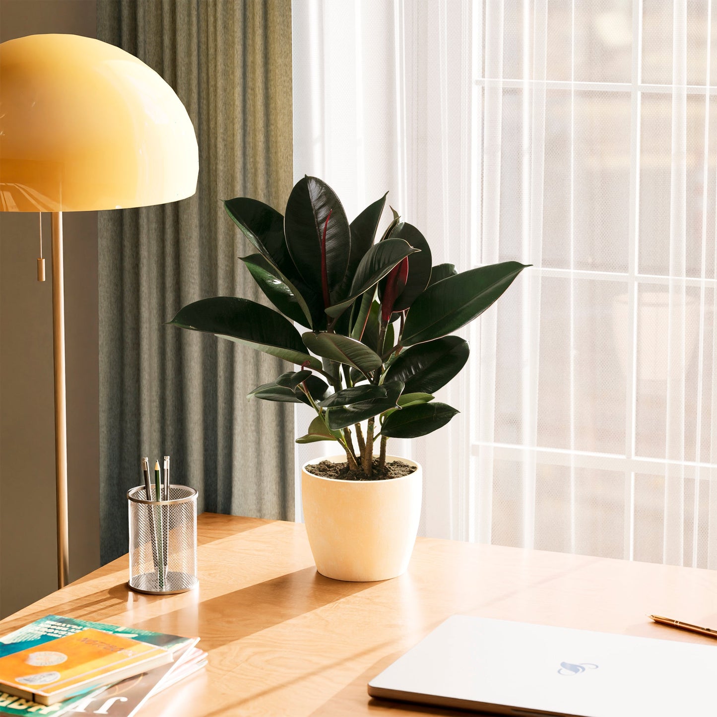 Lively Root - Ficus Elastica - Burgundy Rubber Tree