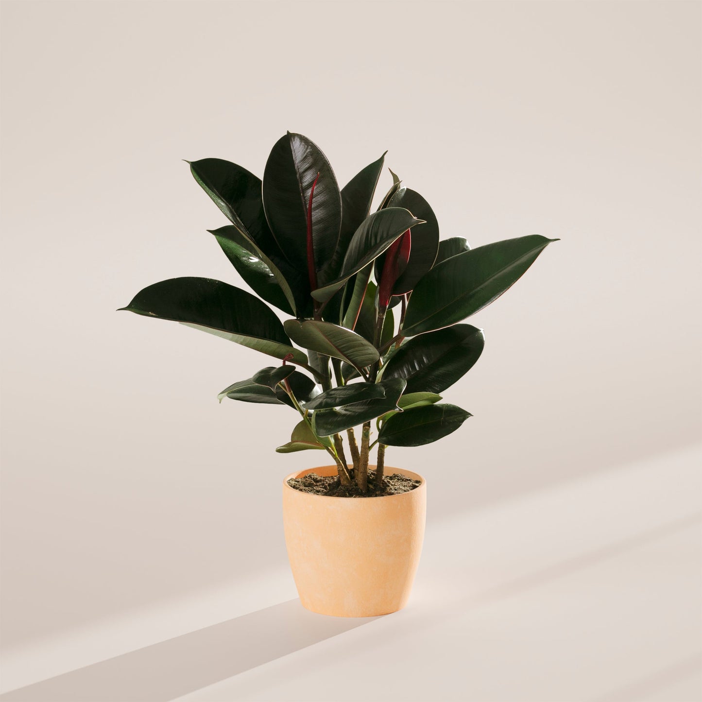 Lively Root - Ficus Elastica - Burgundy Rubber Tree