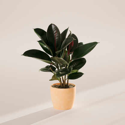 Lively Root - Ficus Elastica - Burgundy Rubber Tree