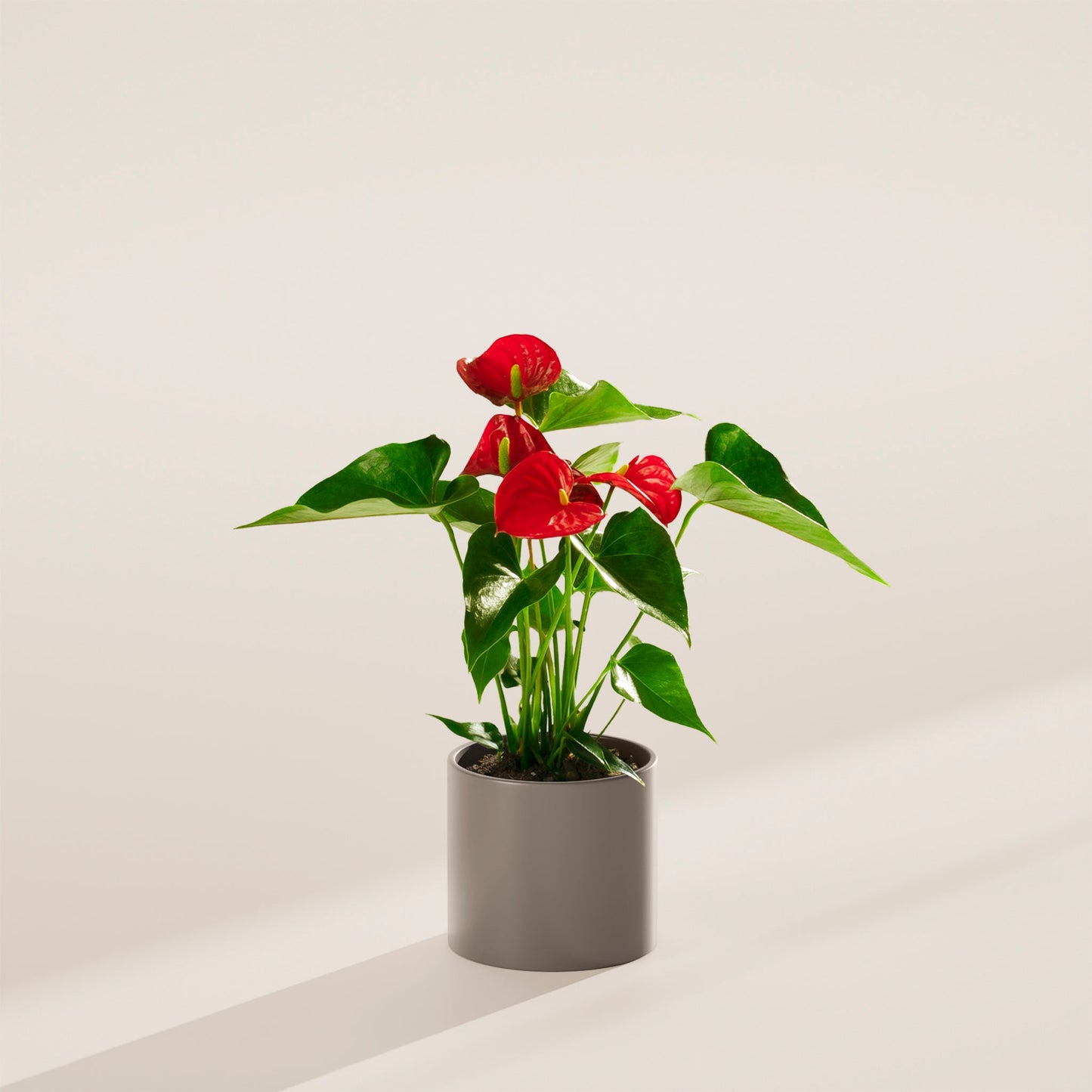 Lively Root - Anthurium Andraeanum - Flamingo Flower