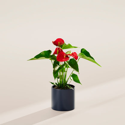 Lively Root - Anthurium Andraeanum - Flamingo Flower