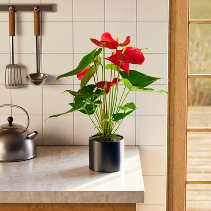 Lively Root - Anthurium Andraeanum - Flamingo Flower