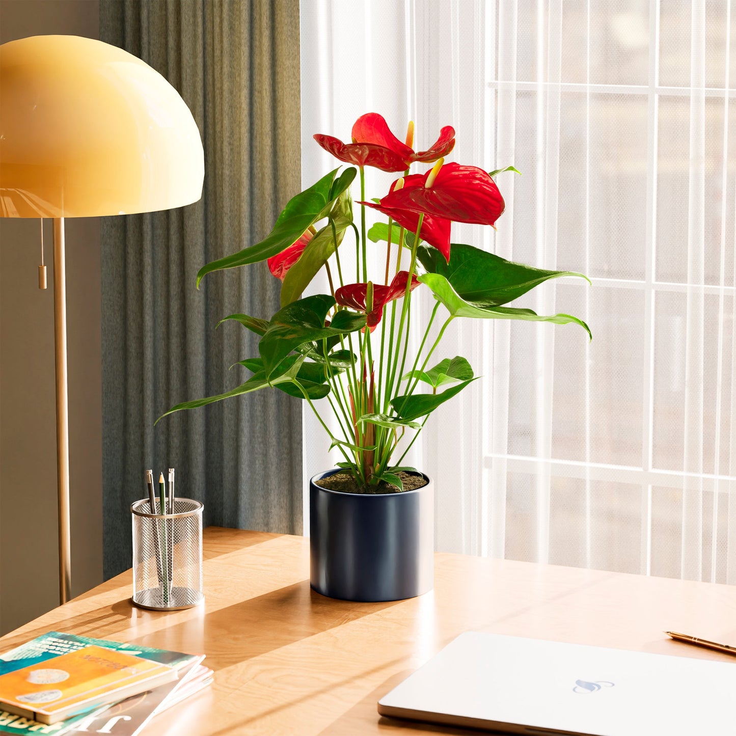 Lively Root - Anthurium Andraeanum - Flamingo Flower