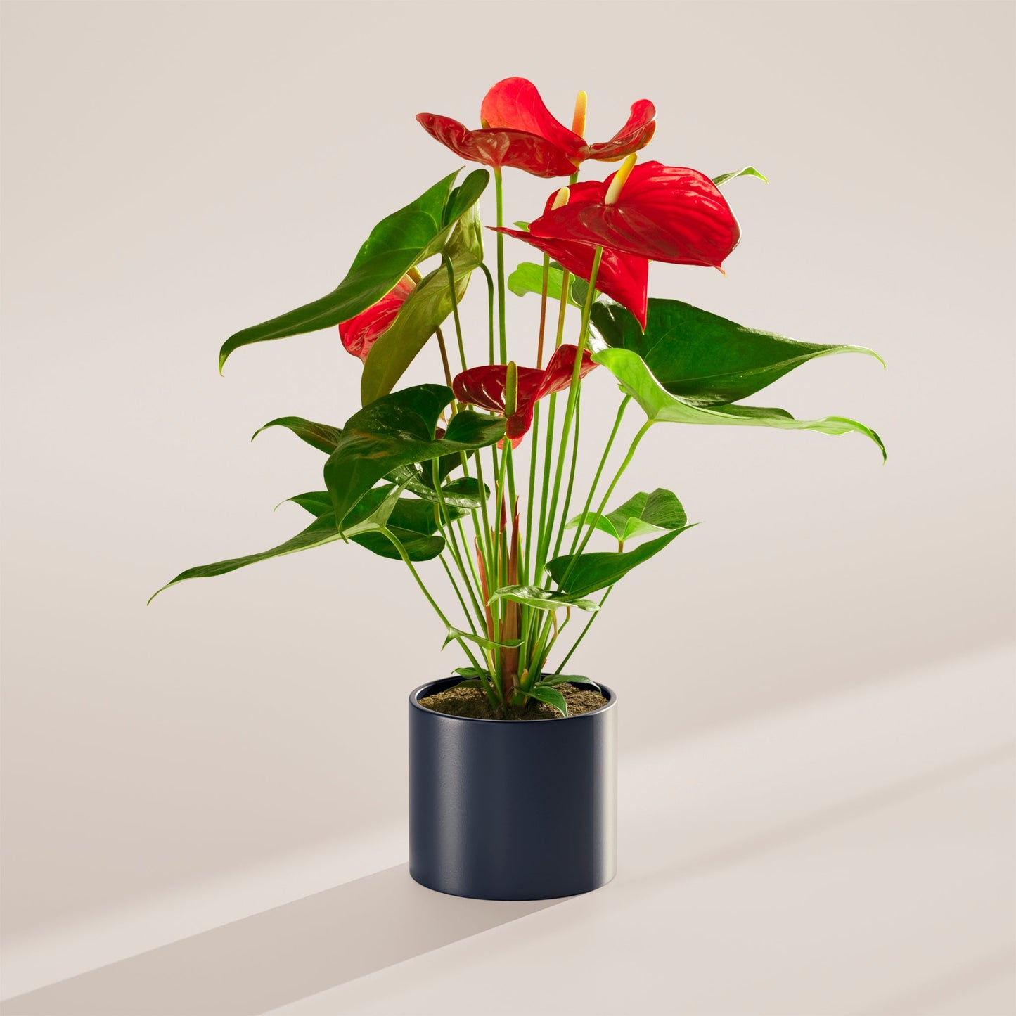 Lively Root - Anthurium Andraeanum - Flamingo Flower