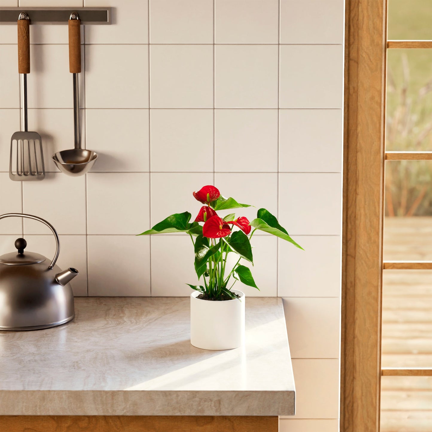 Lively Root - Anthurium Andraeanum - Flamingo Flower