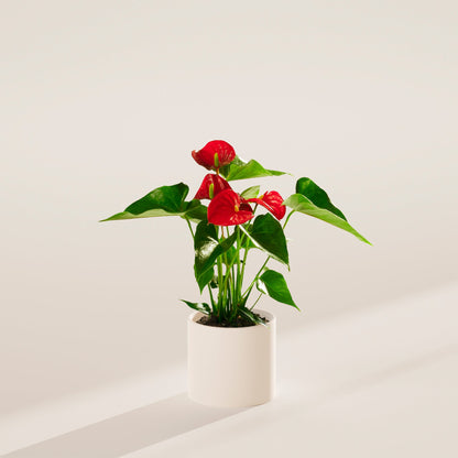 Lively Root - Anthurium Andraeanum - Flamingo Flower