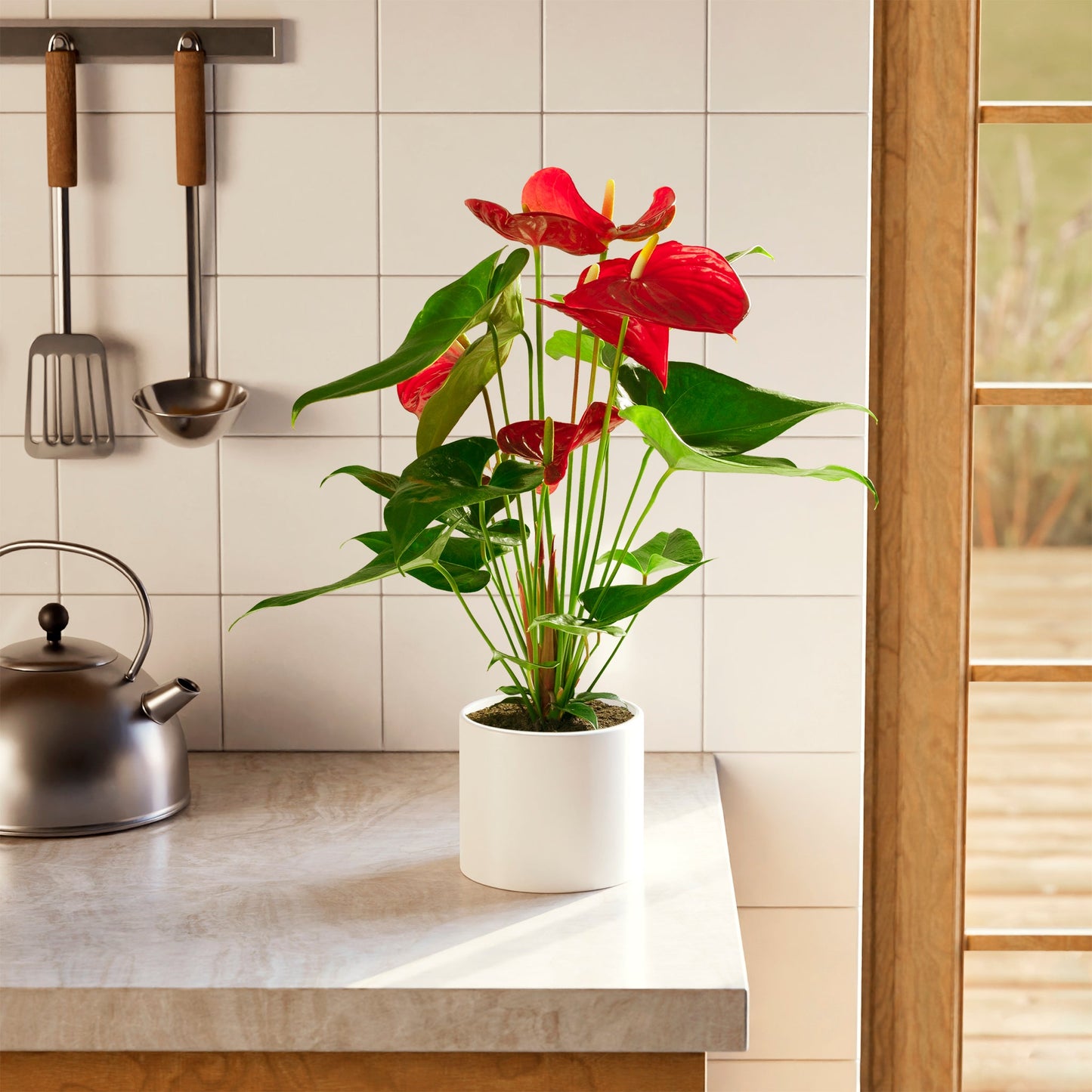 Lively Root - Anthurium Andraeanum - Flamingo Flower