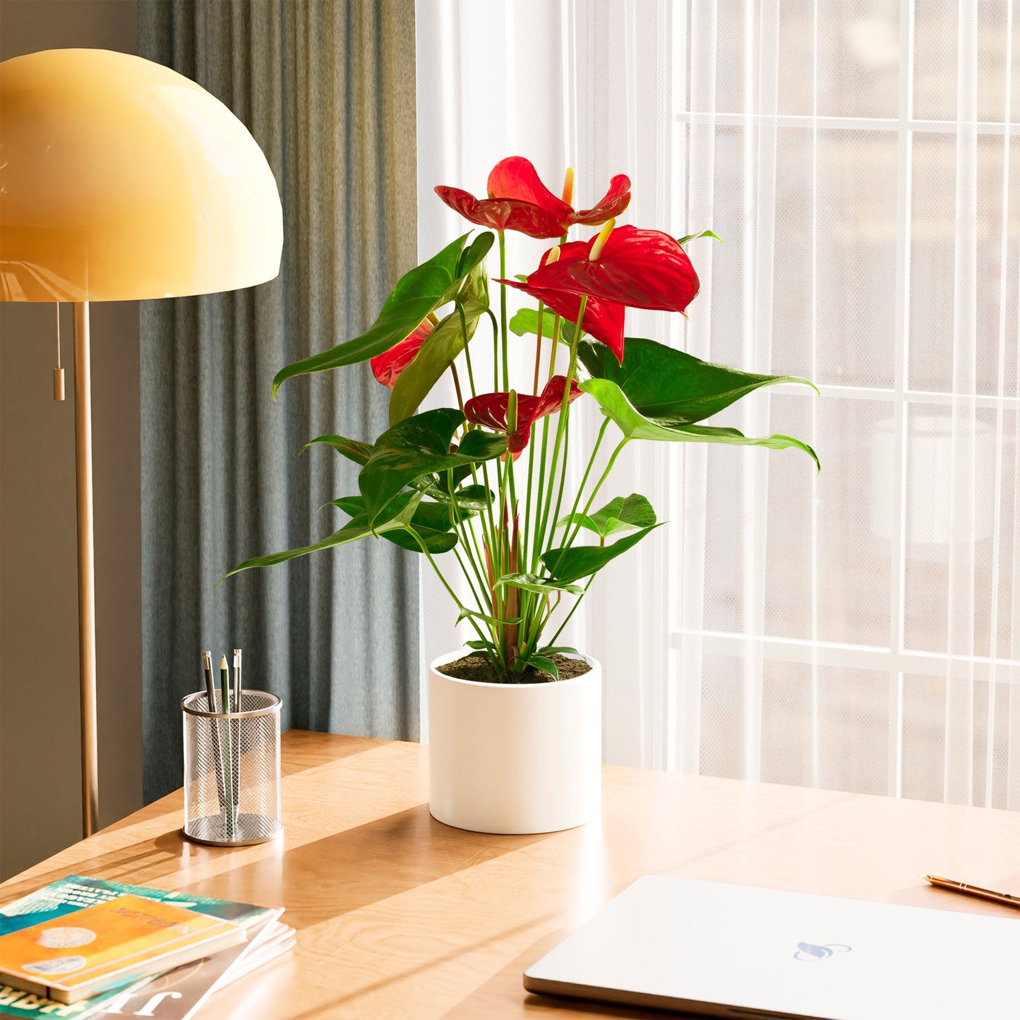 Lively Root - Anthurium Andraeanum - Flamingo Flower