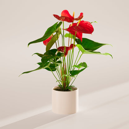 Lively Root - Anthurium Andraeanum - Flamingo Flower