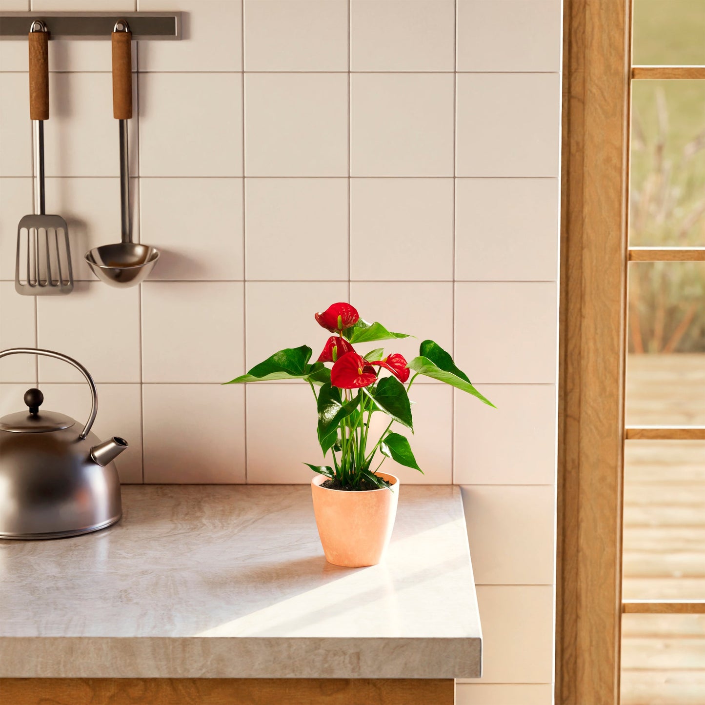 Lively Root - Anthurium Andraeanum - Flamingo Flower