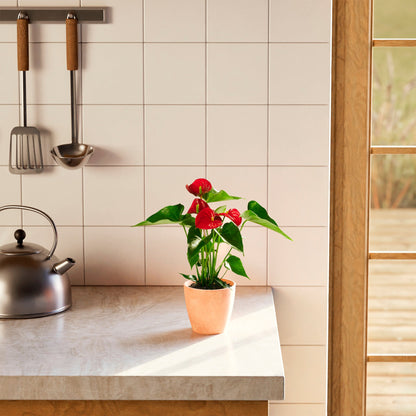 Lively Root - Anthurium Andraeanum - Flamingo Flower