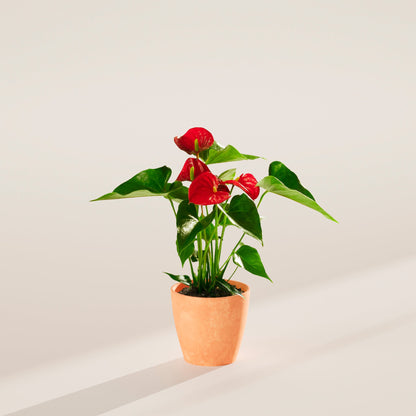 Lively Root - Anthurium Andraeanum - Flamingo Flower