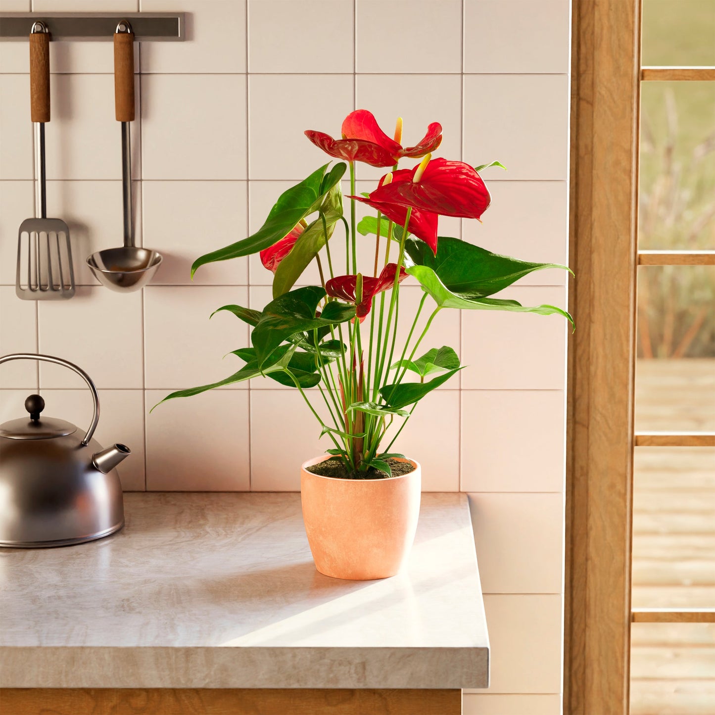 Lively Root - Anthurium Andraeanum - Flamingo Flower