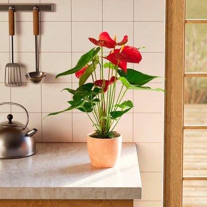 Lively Root - Anthurium Andraeanum - Flamingo Flower