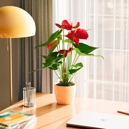 Lively Root - Anthurium Andraeanum - Flamingo Flower