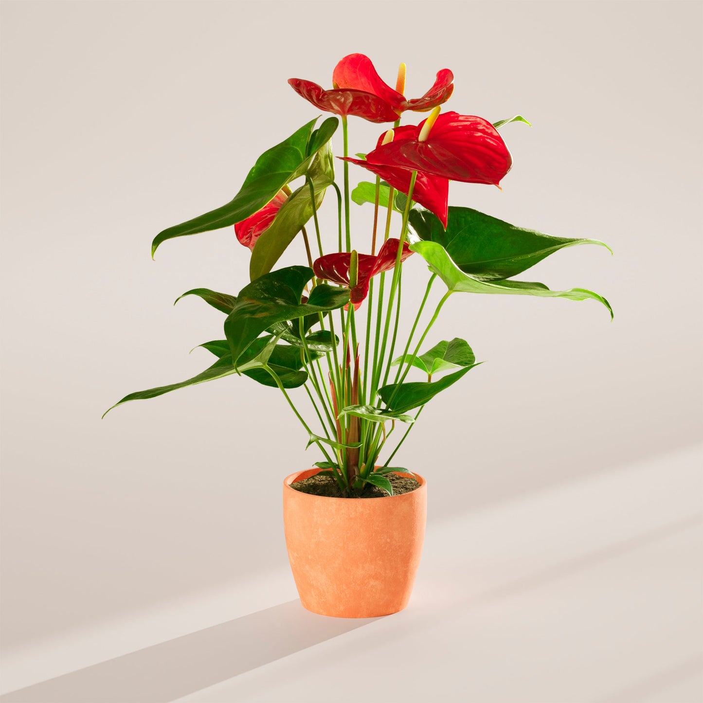 Lively Root - Anthurium Andraeanum - Flamingo Flower